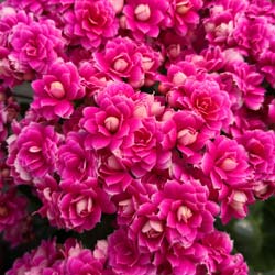 Kalanchoe de flores de cor rosa